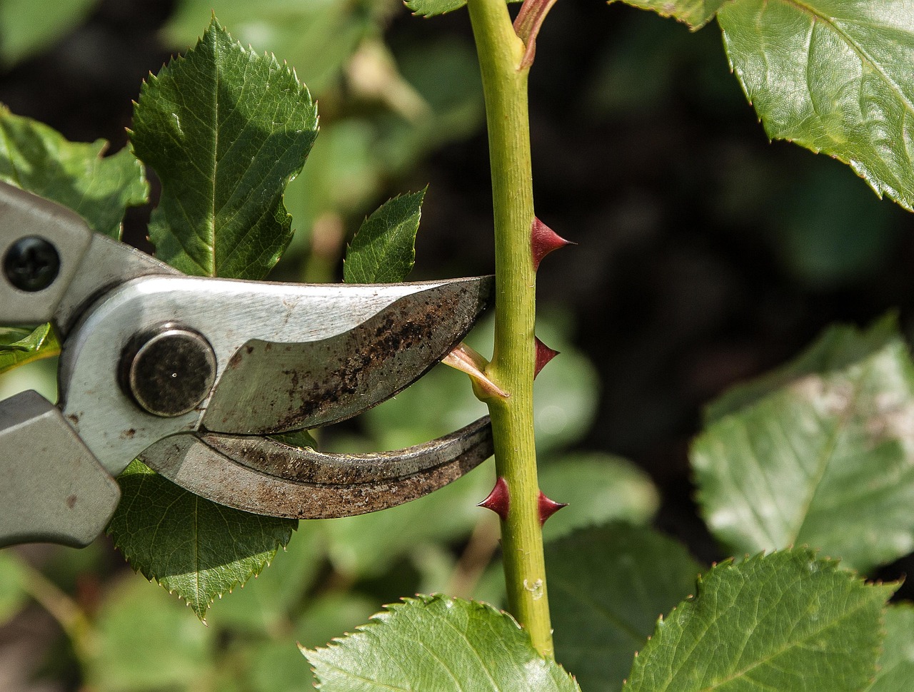 Piante rigogliose nel giardino, evidenziando gli effetti negativi della potatura estiva.