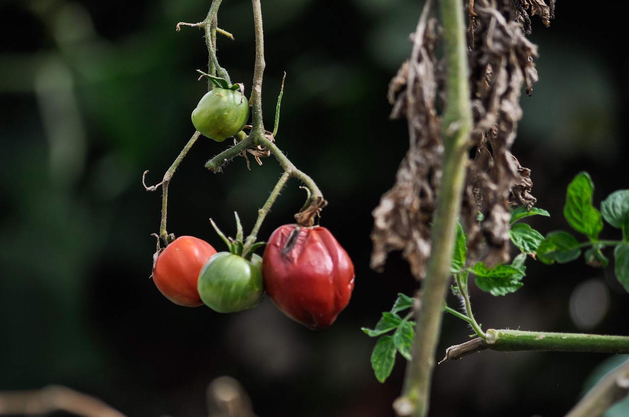 Pomodori in crescita con concime naturale, evidenziando foglie verdi e frutti sani.