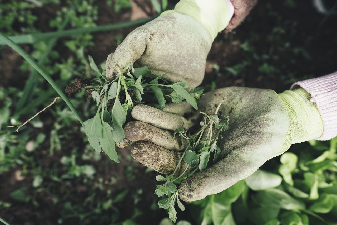 Giardiniere rimuove erbacce a mano in un giardino senza l'uso di sostanze chimiche.