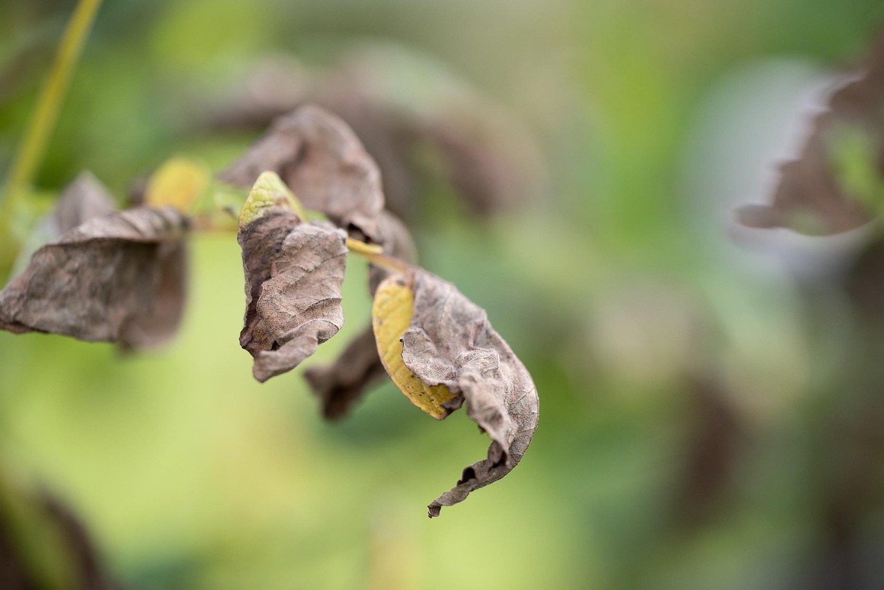 Piante secche in un giardino trascurato, evidenziando l'importanza della corretta manutenzione.