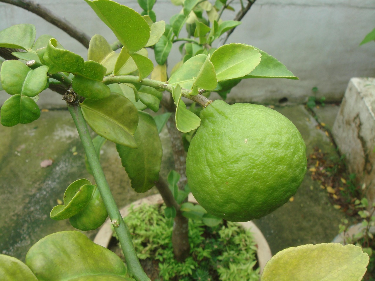 Albero di limoni in vaso con foglie verdi e frutti gialli, simbolo di crescita lenta.