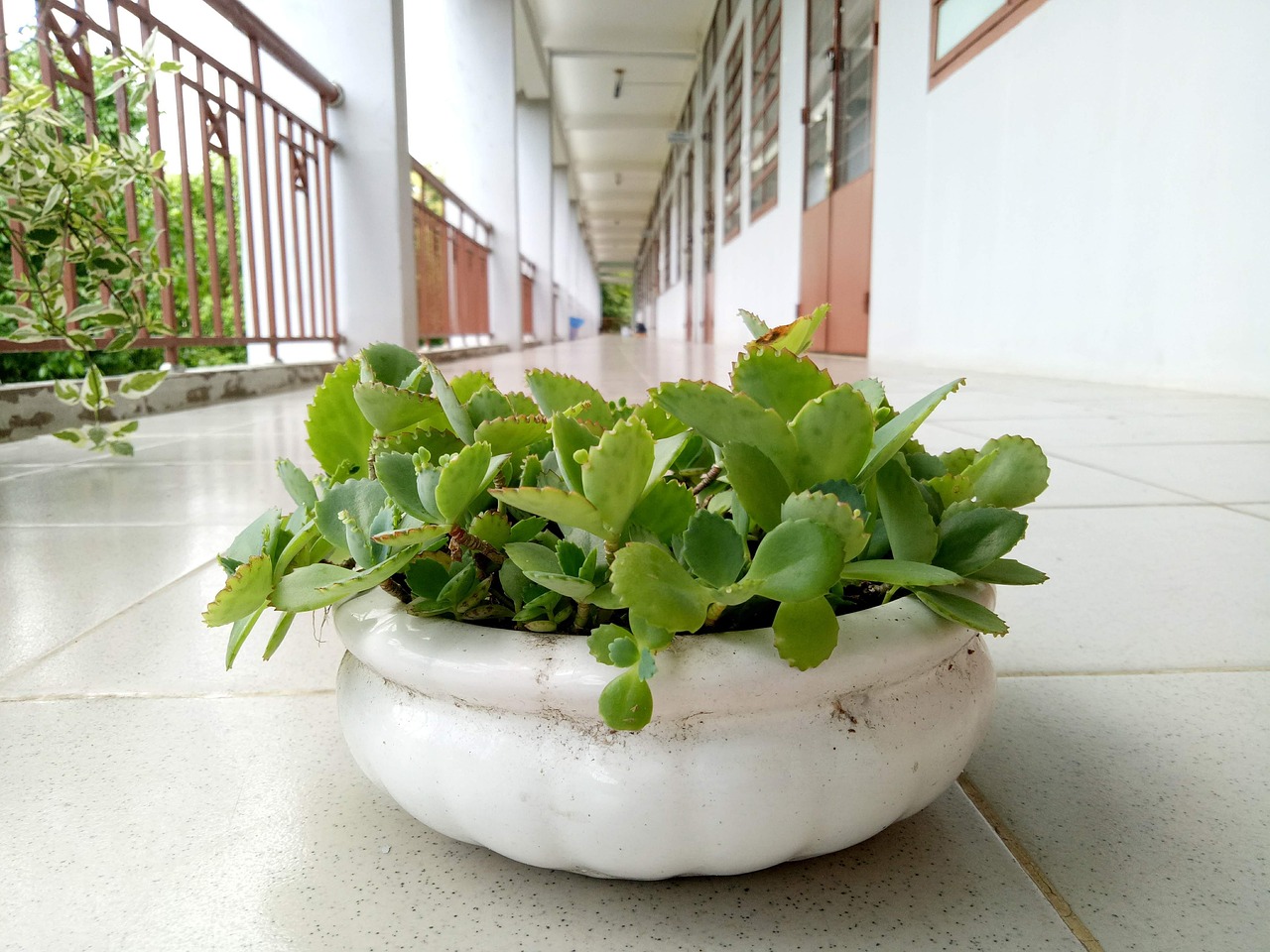 Pianta ornamentale che sembra innocua, ma può danneggiare il giardino con la sua crescita invasiva.